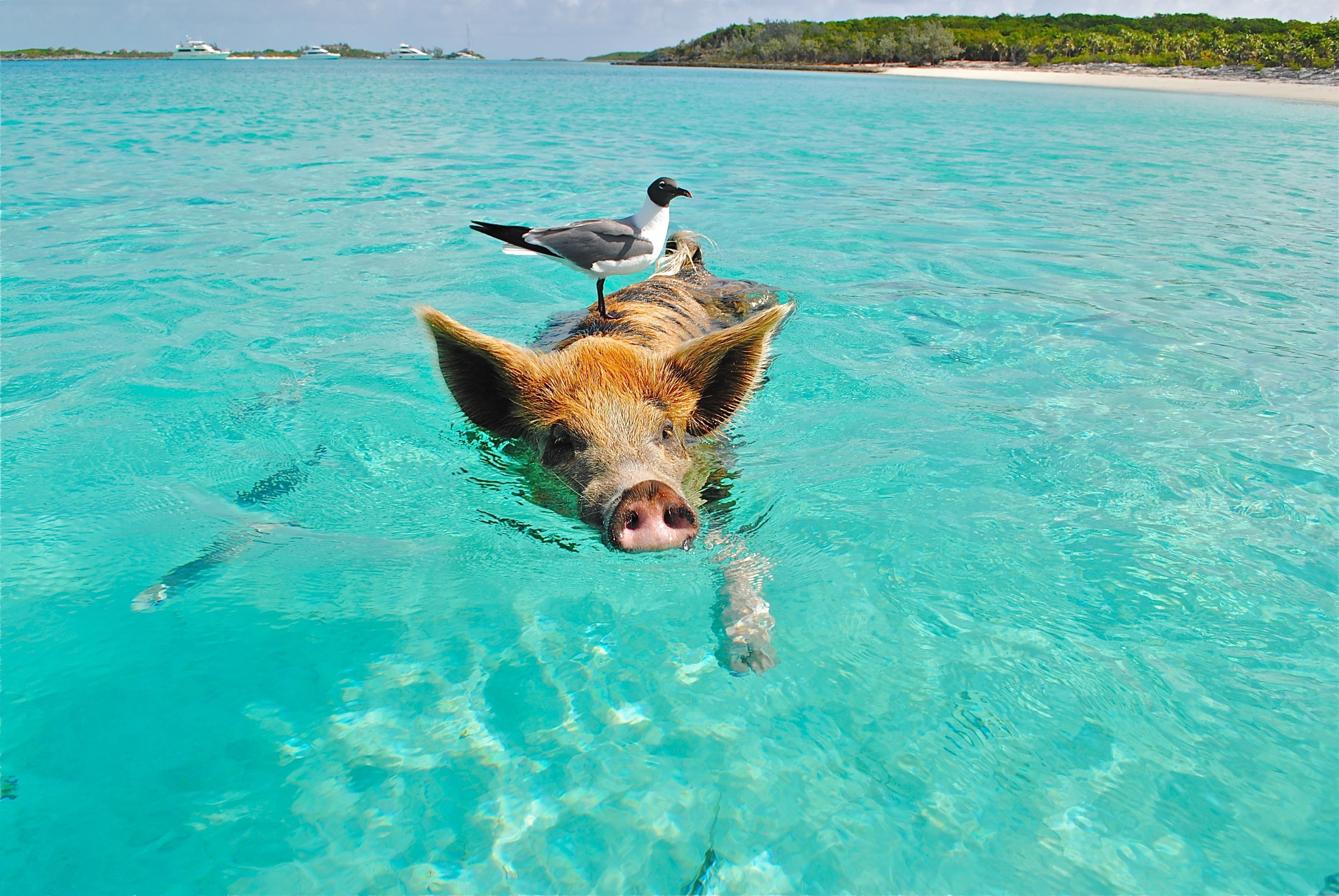 Turquoise shallow waters and deserted sandbars of the Exuma Cays